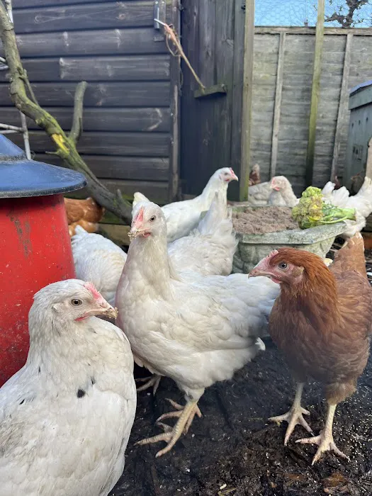 Sheltone Poultry Picture 3