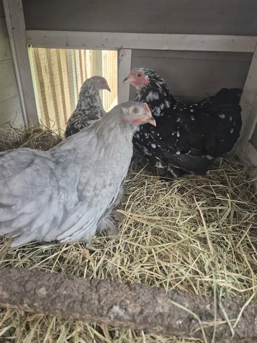 Sheltone Poultry Picture 4