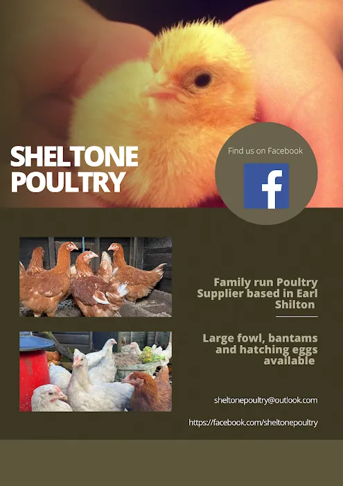 Sheltone Poultry Picture 5