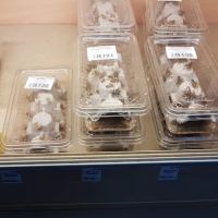 Pingles Pet Store ico