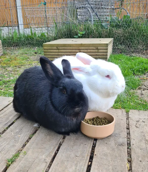 Pingles Pet Store Picture 3