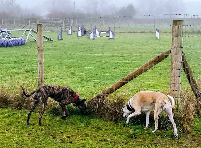 Pingles Pet Store Picture 6