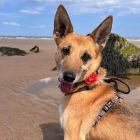 Medivet Syston ico