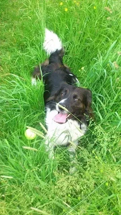 Medivet Syston Picture 7