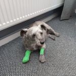 Kings Veterinary Centre