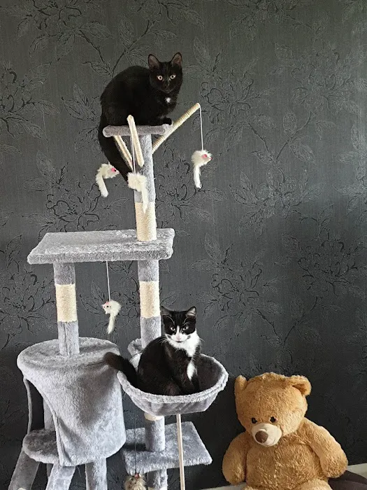 Kings Veterinary Centre Picture 6