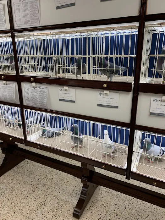 Louella Pigeon World Picture 2