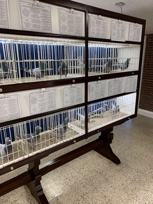 Louella Pigeon World Picture 3