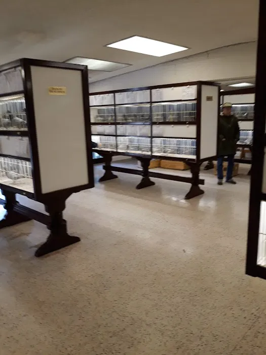 Louella Pigeon World Picture 6