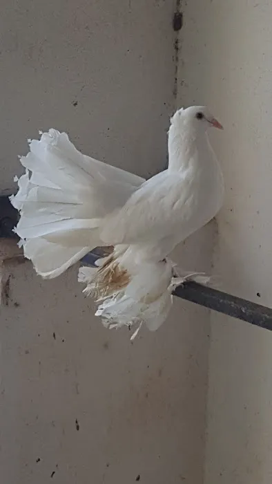 Louella Pigeon World Picture 10