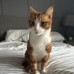 Medivet 24 Hour Thurmaston