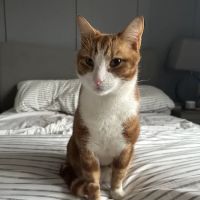 Medivet 24 Hour Thurmaston ico