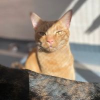 Woos Willow Cattery ico
