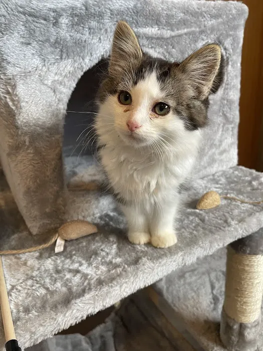 Pets at Home Craigavon Picture 5