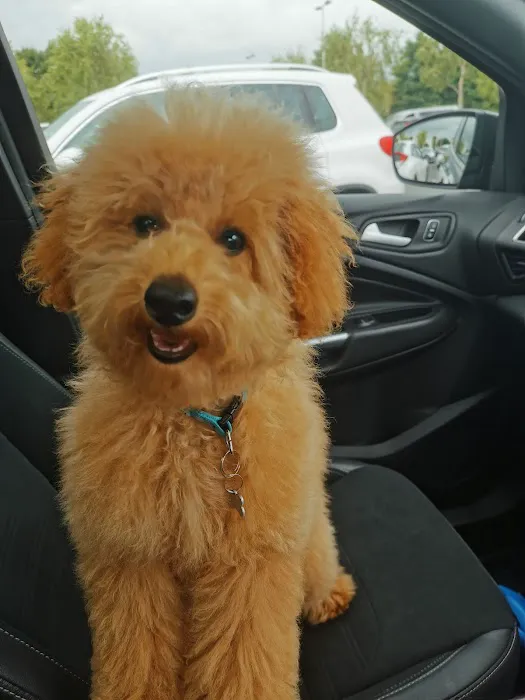 Pets at Home Craigavon Picture 8