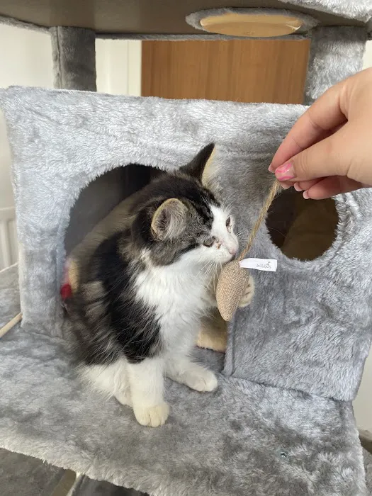 Pets at Home Craigavon Picture 10