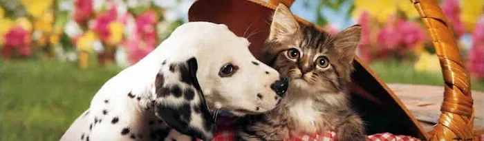 Pet Domain Armagh Picture 1