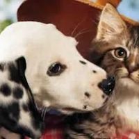 Pet Domain Armagh ico