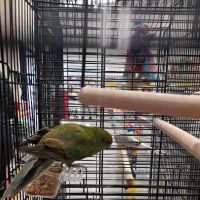 Jollyes - The Pet People Lurgan ico