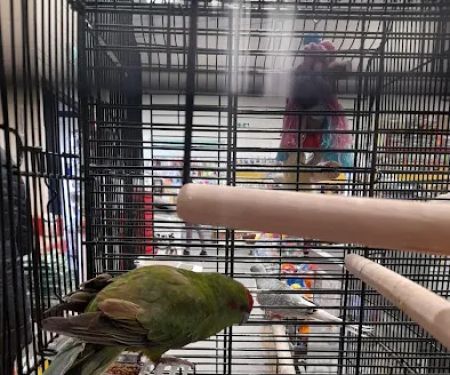 Jollyes - The Pet People Lurgan