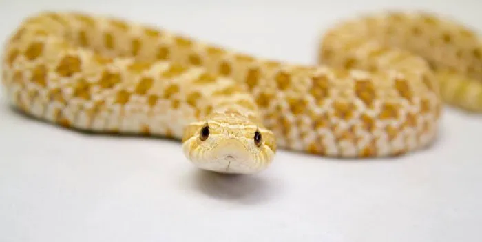 Land of Lizards Picture 1