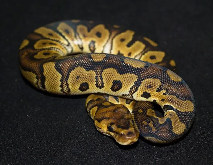 Land of Lizards Picture 3