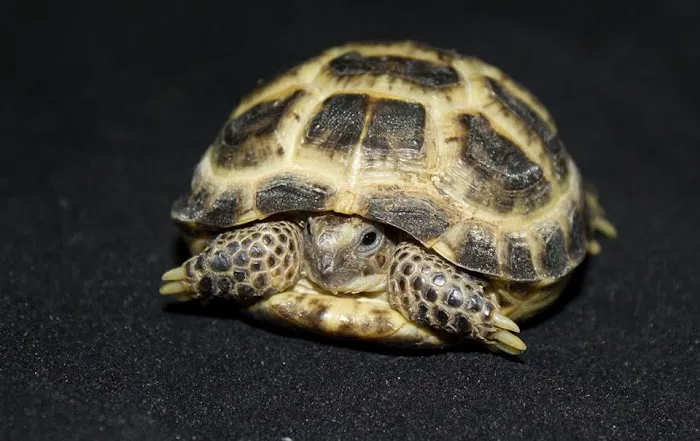 Land of Lizards Picture 2