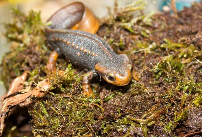 Land of Lizards Picture 6