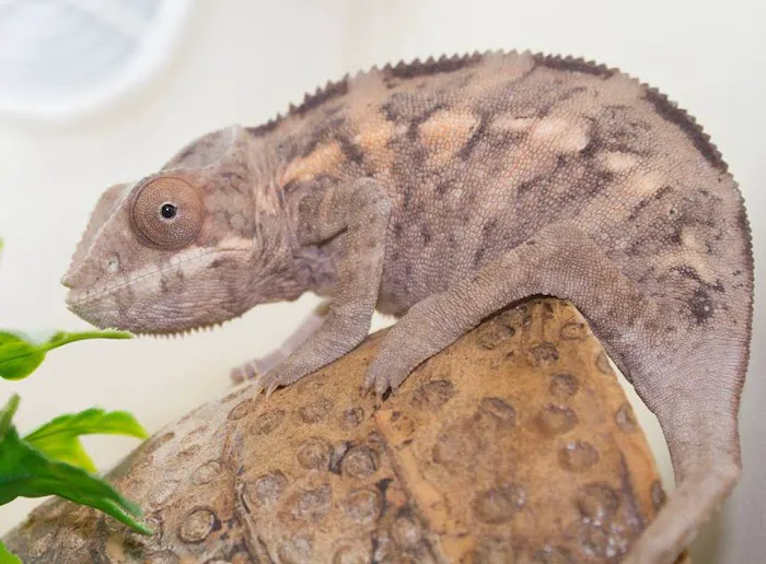 Land of Lizards Picture 4