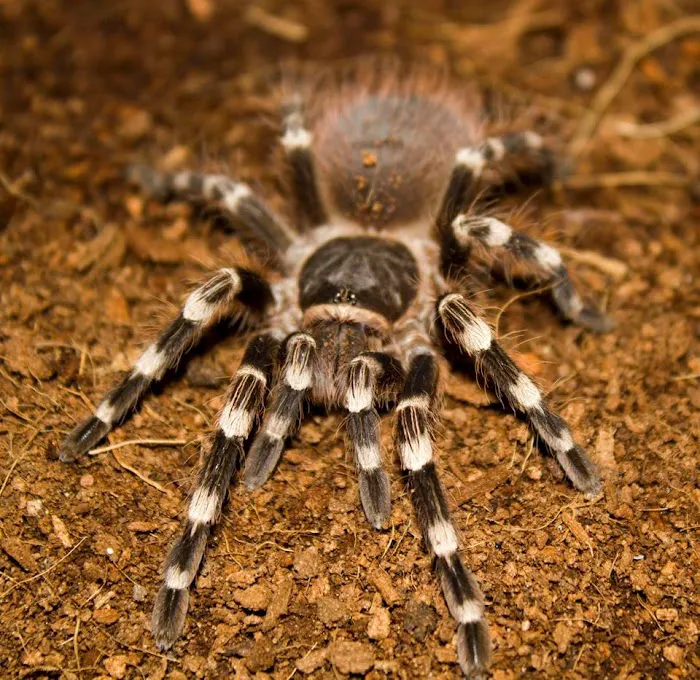 Land of Lizards Picture 5