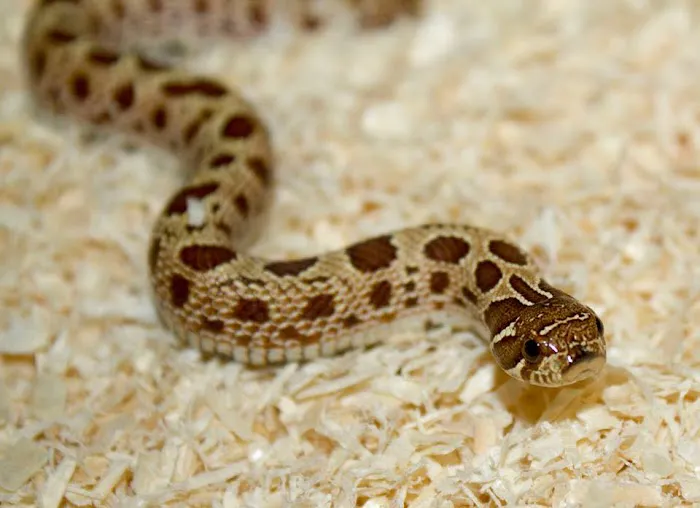 Land of Lizards Picture 8