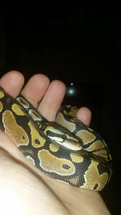 Land of Lizards Picture 7