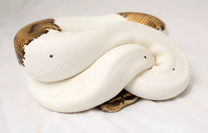 Land of Lizards Picture 10