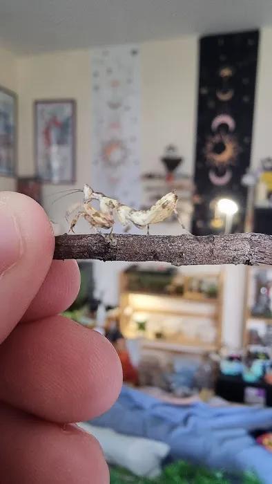 Mantis N.I Picture 5