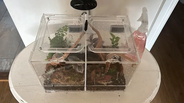 Mantis N.I Picture 4