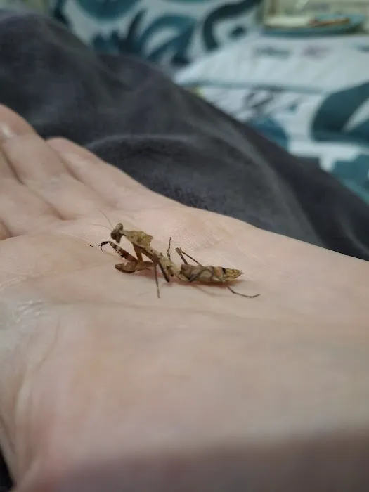 Mantis N.I Picture 8