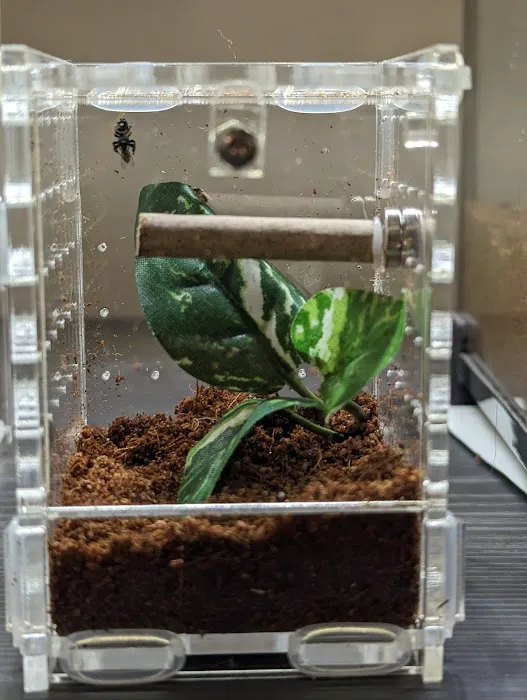 Mantis N.I Picture 7