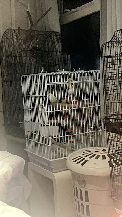 Mantis N.I Picture 9