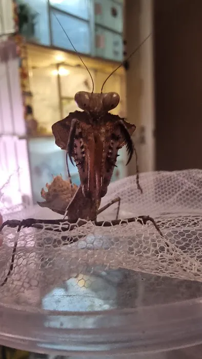 Mantis N.I Picture 10