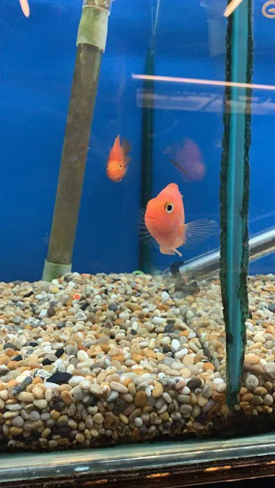 Craigavon Koi & Aquatics Picture 2