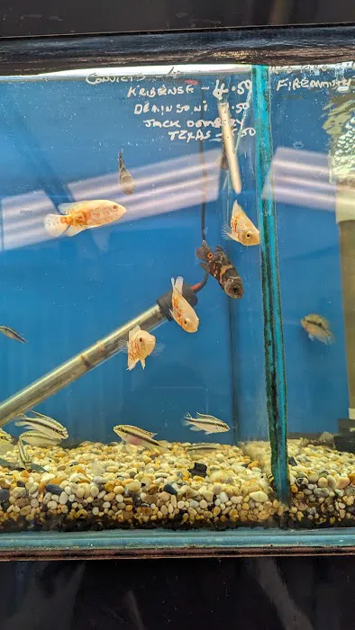 Craigavon Koi & Aquatics Picture 3