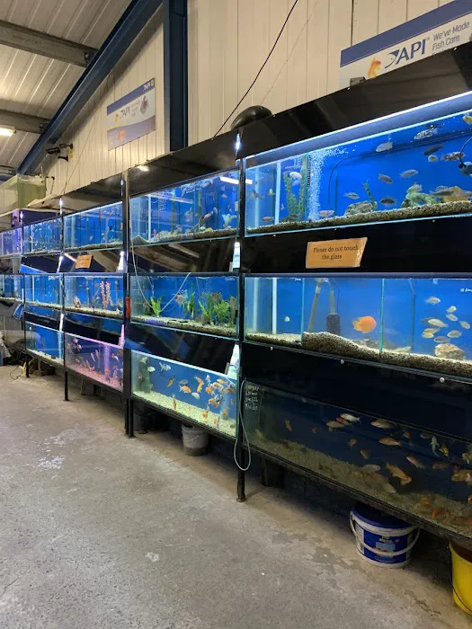 Craigavon Koi & Aquatics Picture 1