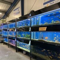 Craigavon Koi & Aquatics ico
