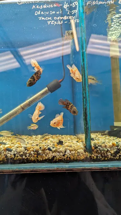 Craigavon Koi & Aquatics Picture 4