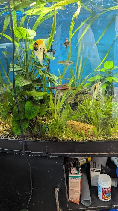 Craigavon Koi & Aquatics Picture 6