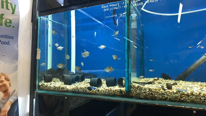 Craigavon Koi & Aquatics Picture 5