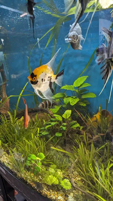 Craigavon Koi & Aquatics Picture 10