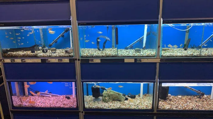 Craigavon Koi & Aquatics Picture 7