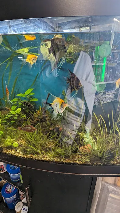 Craigavon Koi & Aquatics Picture 8