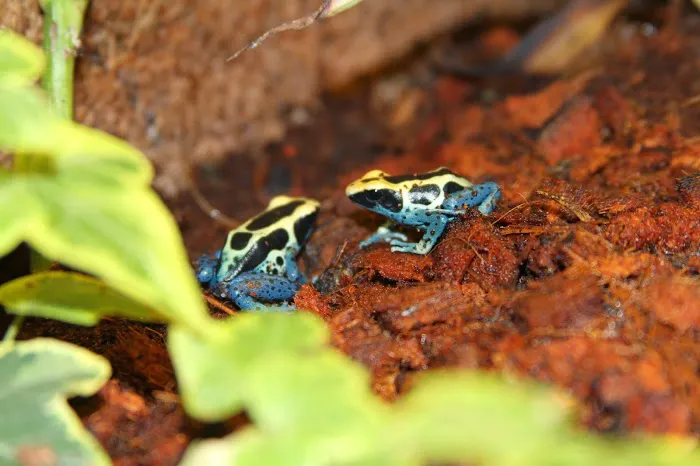 Emerald Isle Reptiles Picture 1